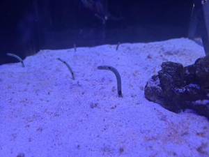 渋谷はのん 26歳