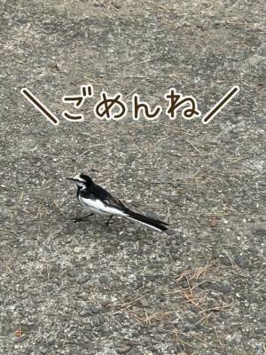 かごめ 21歳