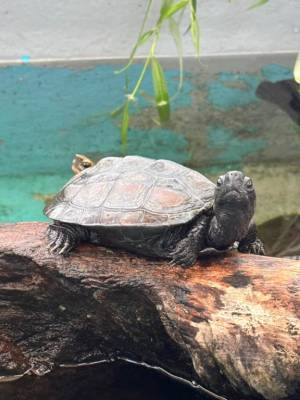 星川 さな 24歳