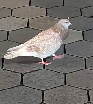 上杉(うえすぎ) 36歳