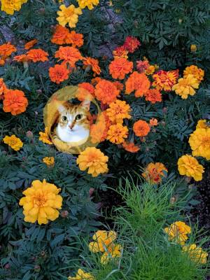 上杉(うえすぎ) 36歳