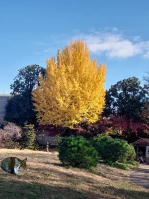 上杉(うえすぎ) 36歳