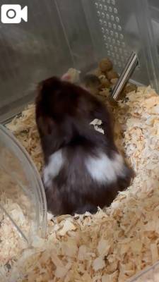 さくや 22歳