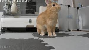 まほ 23歳