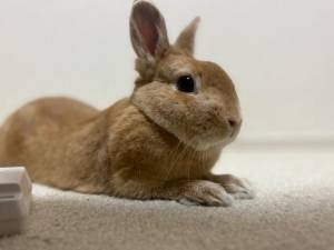 まほ 23歳