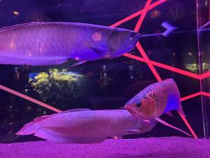 まどか 35歳