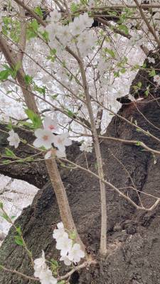 つばき 32歳