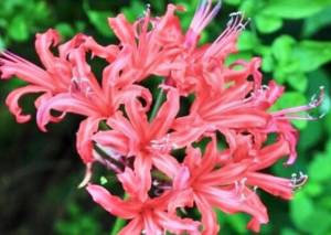 須藤しおり 51歳