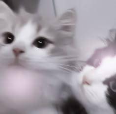 なの 20歳