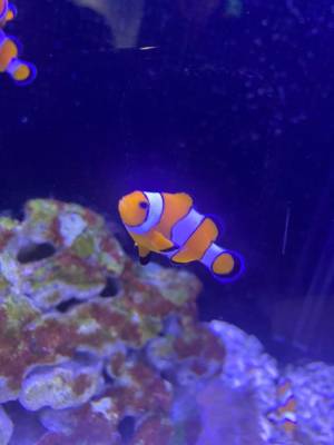 さくら 19歳