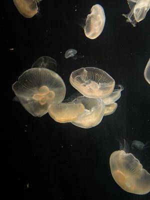 ウララ 22歳