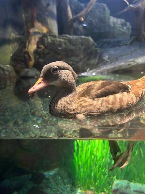 ウララ 22歳