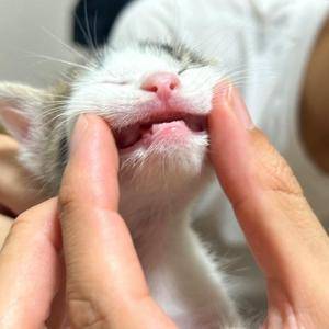 ミク 25歳