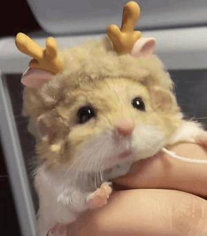 ミク 25歳