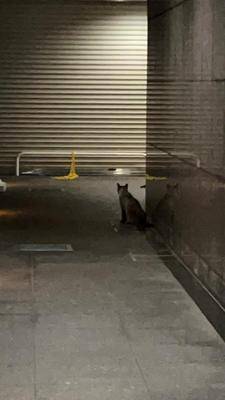 ミク 25歳