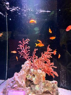 すずか 26歳