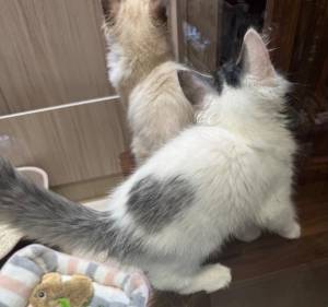 りんね 23歳