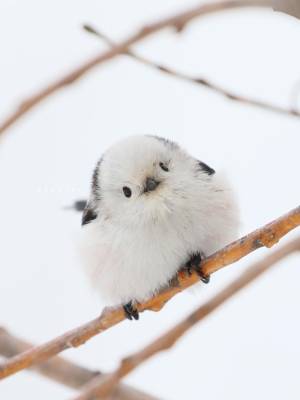 初音なな 18歳