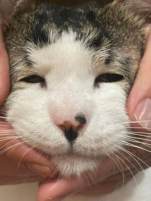 紅音あこ 27歳