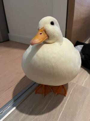 紅音あこ 27歳