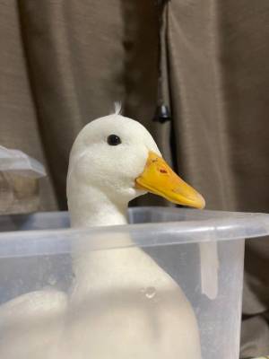 紅音あこ 27歳