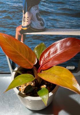 上村まいあ 24歳