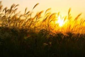 愛月　あさみ 33歳