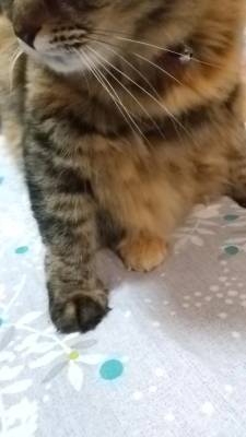 羽舞まゆな 18歳