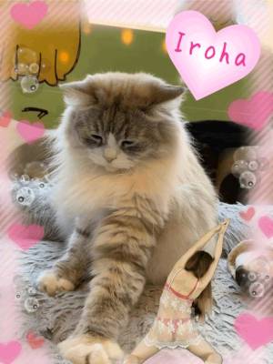 篠咲いろは 30歳