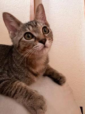 高田れいな 31歳