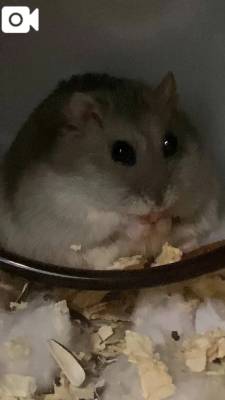 二階堂みほ 40歳