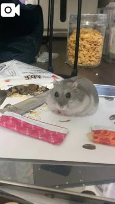 二階堂みほ 40歳