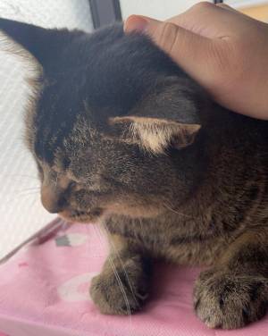 ひなた 36歳
