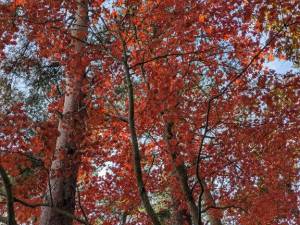 蒼井アンナ 38歳