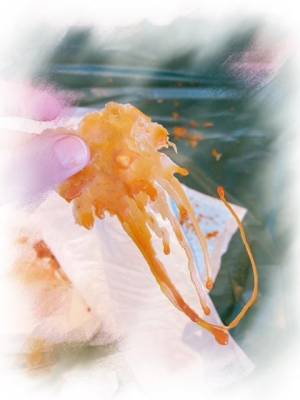 白鷹一妃 女王 29歳