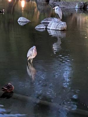 上杉(うえすぎ) 36歳