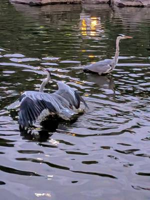 上杉(うえすぎ) 36歳