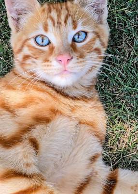 田中(たなか) 41歳