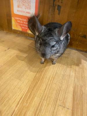 ルナ 25歳