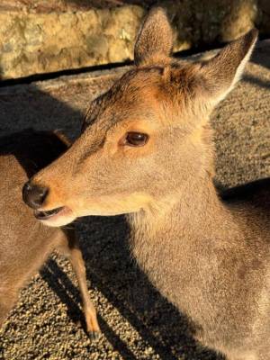 サヤカ 18歳