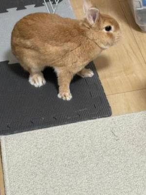 まほ 23歳