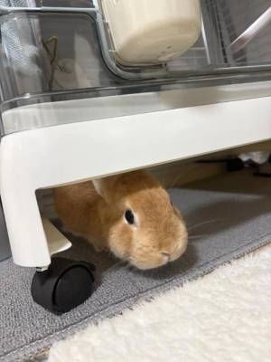 まほ 23歳