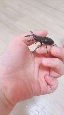 つばき 32歳