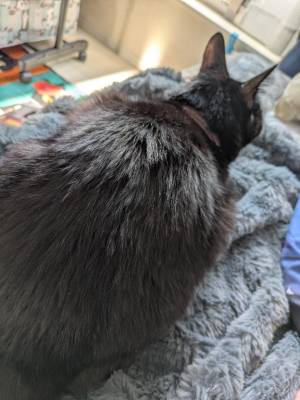 岡本　みや 48歳