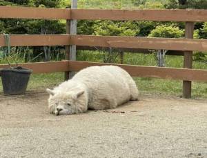 あすみ 20歳