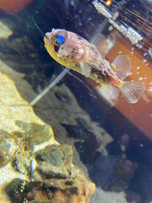 ウララ 20歳