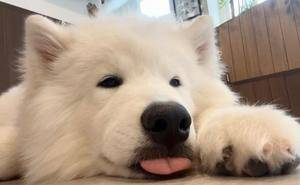 ウサギ 22歳