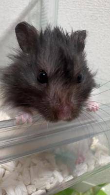 ウサギ 22歳