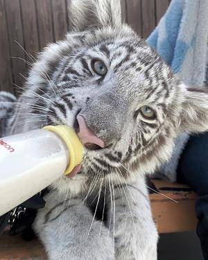 ウサギ 22歳