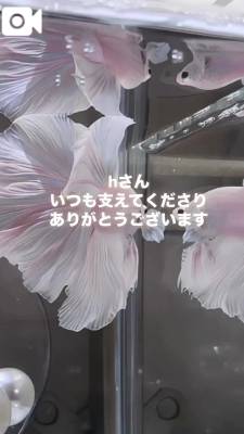 ゆきは 33歳